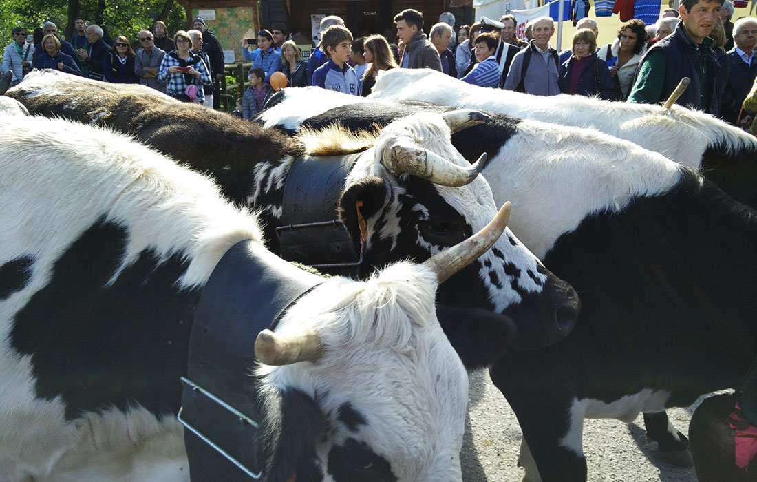 Mucche alla Fiera Franca